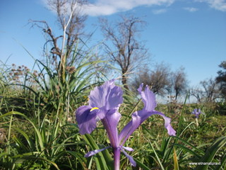 Metapiccola - 13-01-2013 09-18-15.JPG